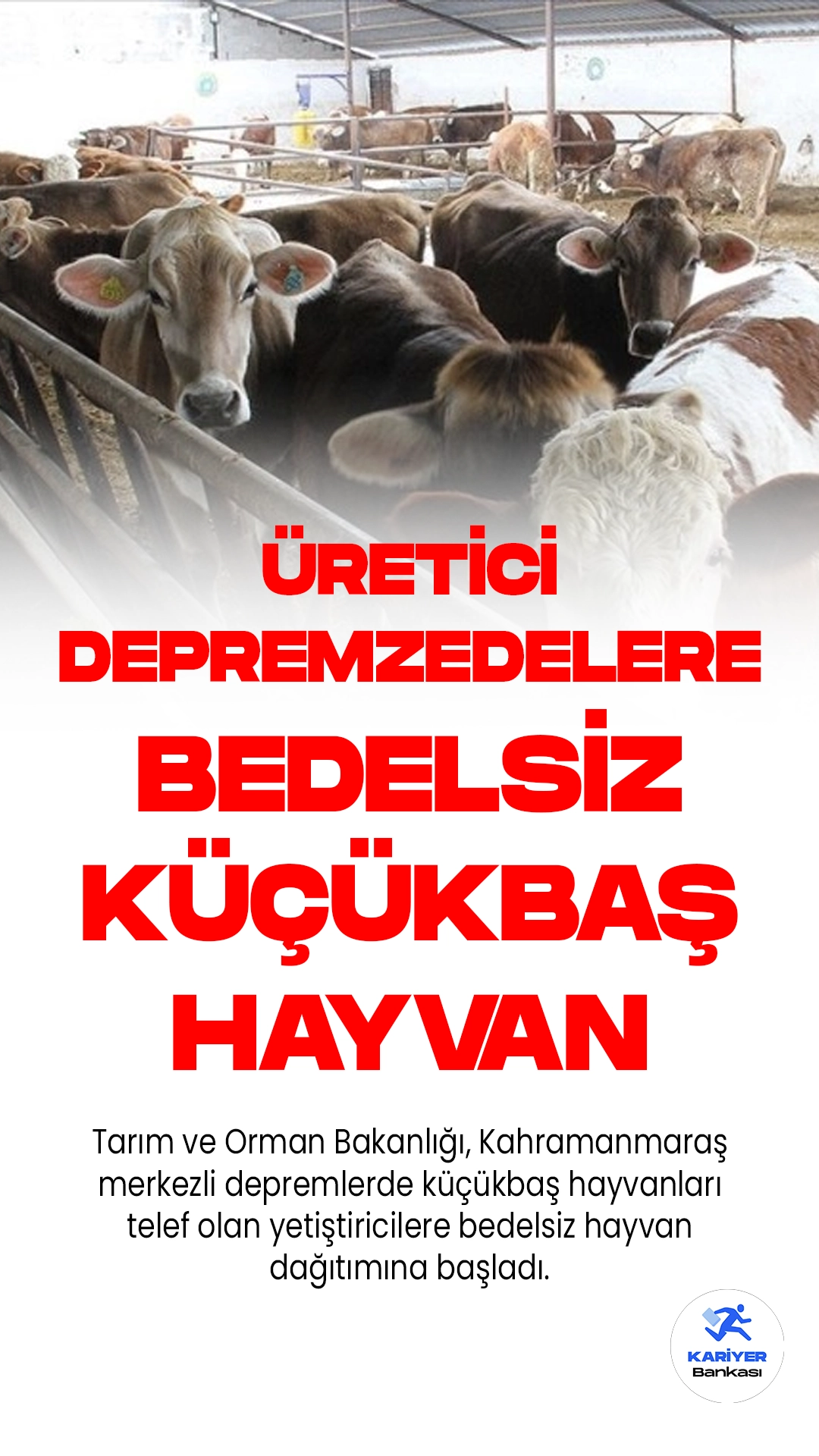 Tarım ve Orman Bakanlığı, Kahramanmaraş merkezli depremlerde küçükbaş hayvanları telef olan yetiştiricilere bedelsiz hayvan dağıtımına başladı.