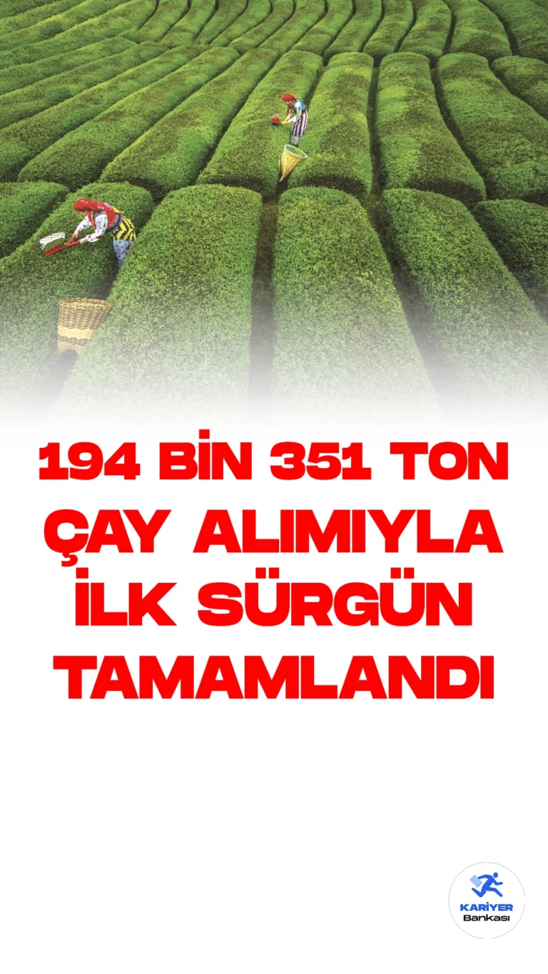 ÇAYKUR, 194 bin 351 ton yaş çay alımıyla birinci sürgün alım kampanyasını başarıyla sonuçlandırdı.