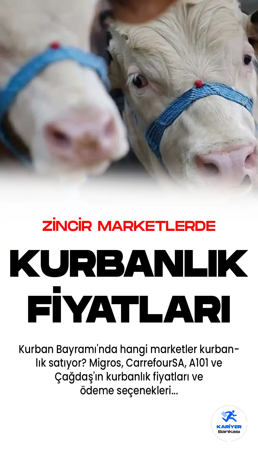 Kurban Bayramı'na sayılı günler kala, hem hayvan pazarları hem de zincir marketlerde kurbanlık satışları başladı.