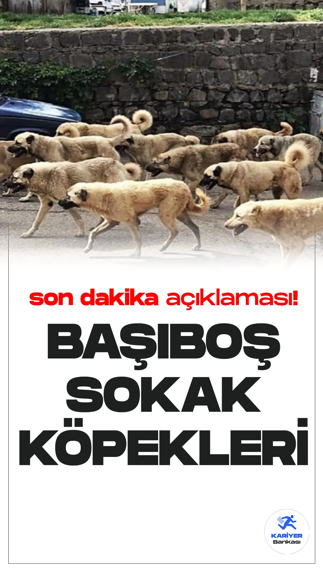Tarım ve Orman Bakanı İbrahim Yumaklı, Türkiye’deki başıboş sokak köpekleri sorununa ilişkin önemli açıklamalarda bulundu.