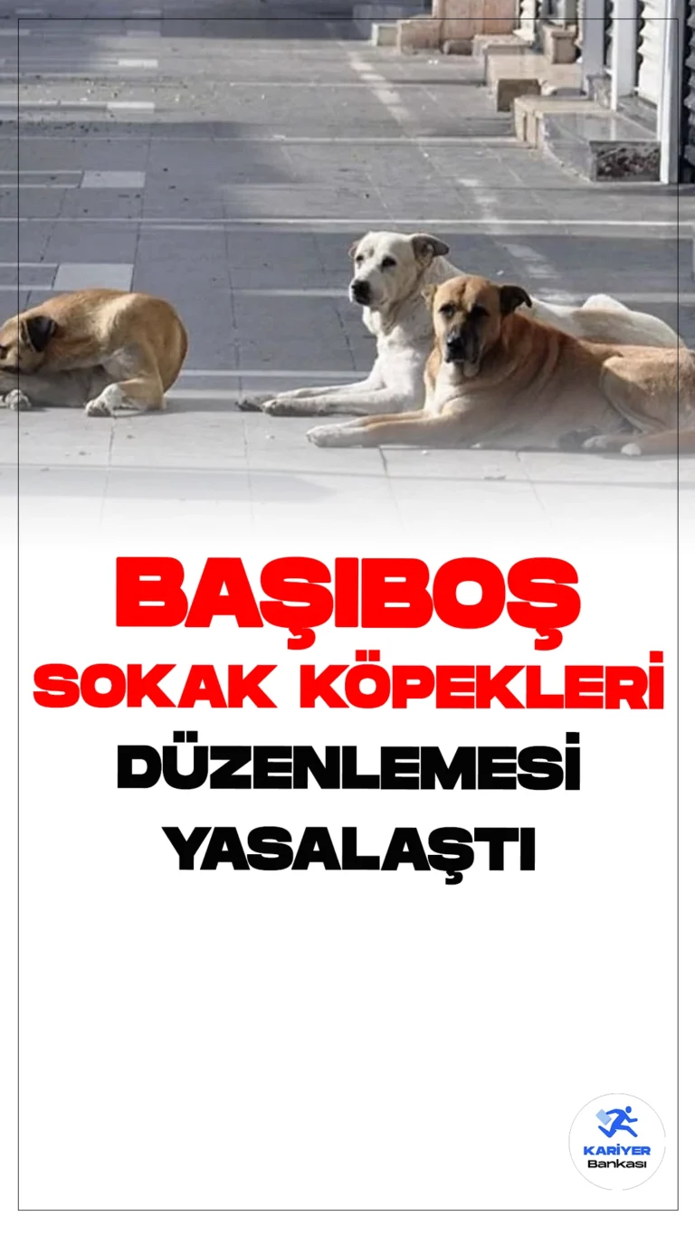 Meclis'te Başıboş Sokak Köpekleri Düzenlemesi Kabul Edildi.Hayvanları Koruma Kanunu'nda yapılan değişikliklerle, sahipsiz hayvanlara yönelik önemli düzenlemeler hayata geçirildi. Yeni yasaya göre, sahipsiz sokak köpekleri toplanarak bakımevlerine alınacak, kısırlaştırılacak ve sahiplendirilecek. Bu süreçteki sorumluluk belediyelere verildi.