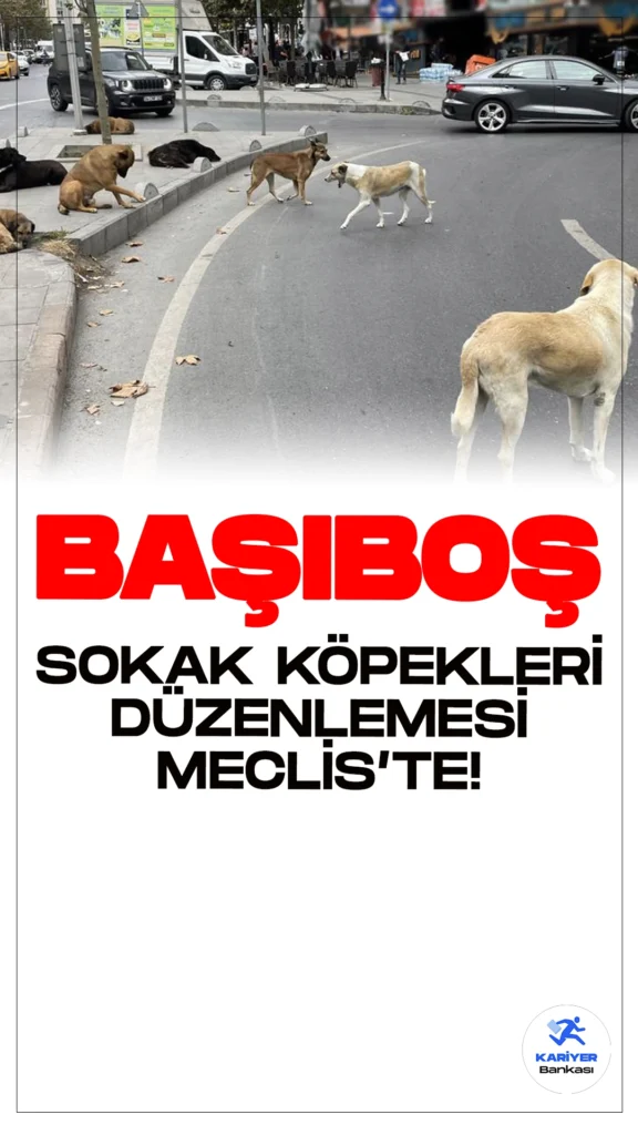 Başıboş Sokak Köpekleri Düzenlemesi Meclis'te: Yetki Belediyelere Veriliyor.TBMM Genel Kurulu, başıboş sokak köpekleri sorununun çözümüne yönelik düzenlemeleri içeren kanun teklifini görüşecek. Düzenlemeyle yetki belediyelere devredilecek ve uygulamayan yetkililere hapis cezası verilecek.