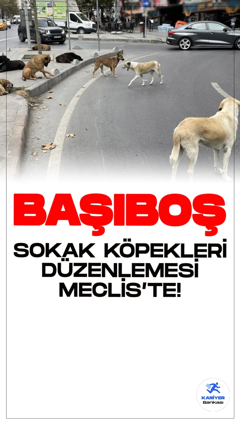 Başıboş Sokak Köpekleri Düzenlemesi Meclis'te: Yetki Belediyelere Veriliyor.TBMM Genel Kurulu, başıboş sokak köpekleri sorununun çözümüne yönelik düzenlemeleri içeren kanun teklifini görüşecek. Düzenlemeyle yetki belediyelere devredilecek ve uygulamayan yetkililere hapis cezası verilecek.