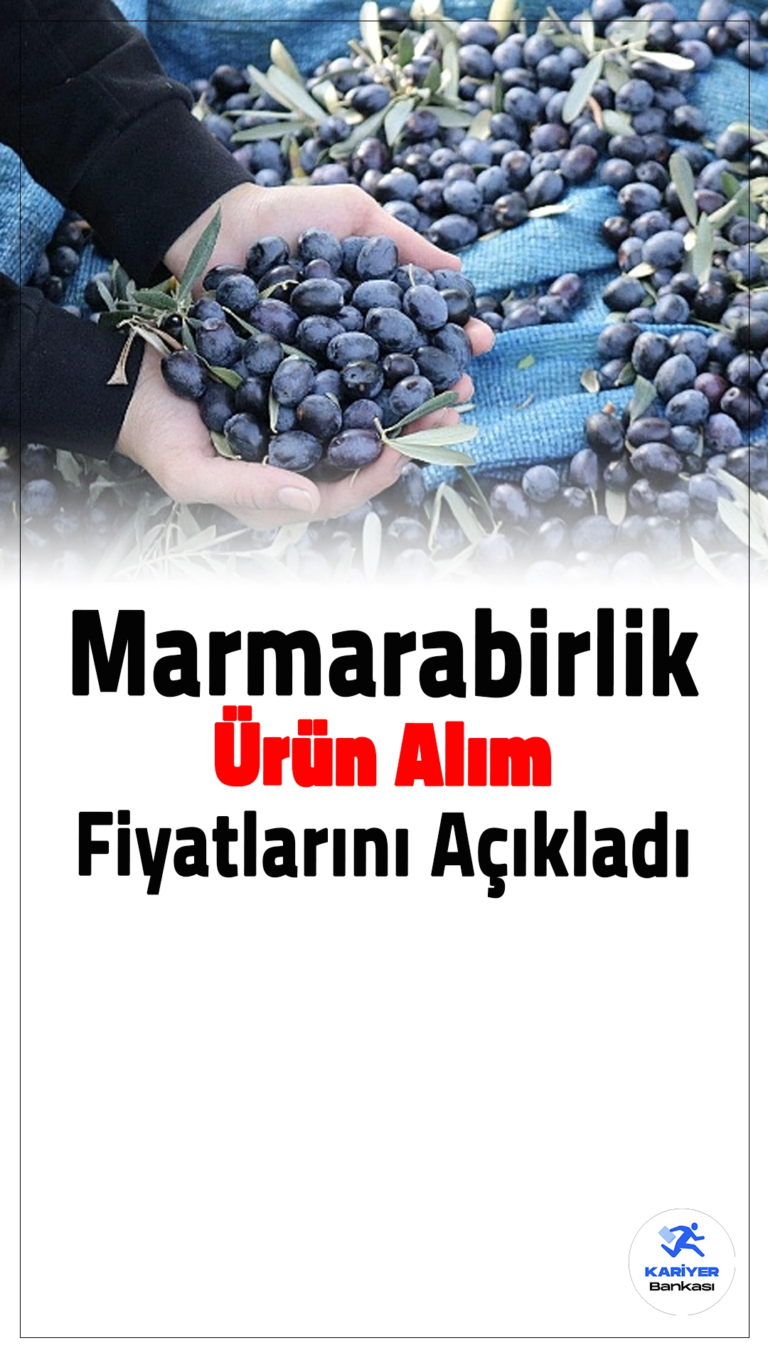 Marmarabirlik 2024-2025 Ürün Alım Fiyatlarını Açıkladı.Marmarabirlik, 2024-2025 iş yılı kapsamında zeytin alım fiyatlarını belirledi. "180 dane" için kilogram başına 125 lira tavan fiyat, "200 dane" için 105 lira ve "380 dane" için taban fiyat 47 lira olarak açıklandı. Yağlık zeytinin kilogram fiyatı ise 45 lira olarak duyuruldu.
