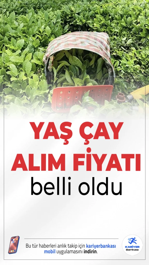 Yaş Çay Alım Fiyatı Belli Oldu.Yaş çay üreticilerini sevindiren açıklama Tarım ve Orman Bakanlığı’ndan geldi: 2025 yılı yaş çay alım fiyatı 25,44 TL olarak belirlendi.