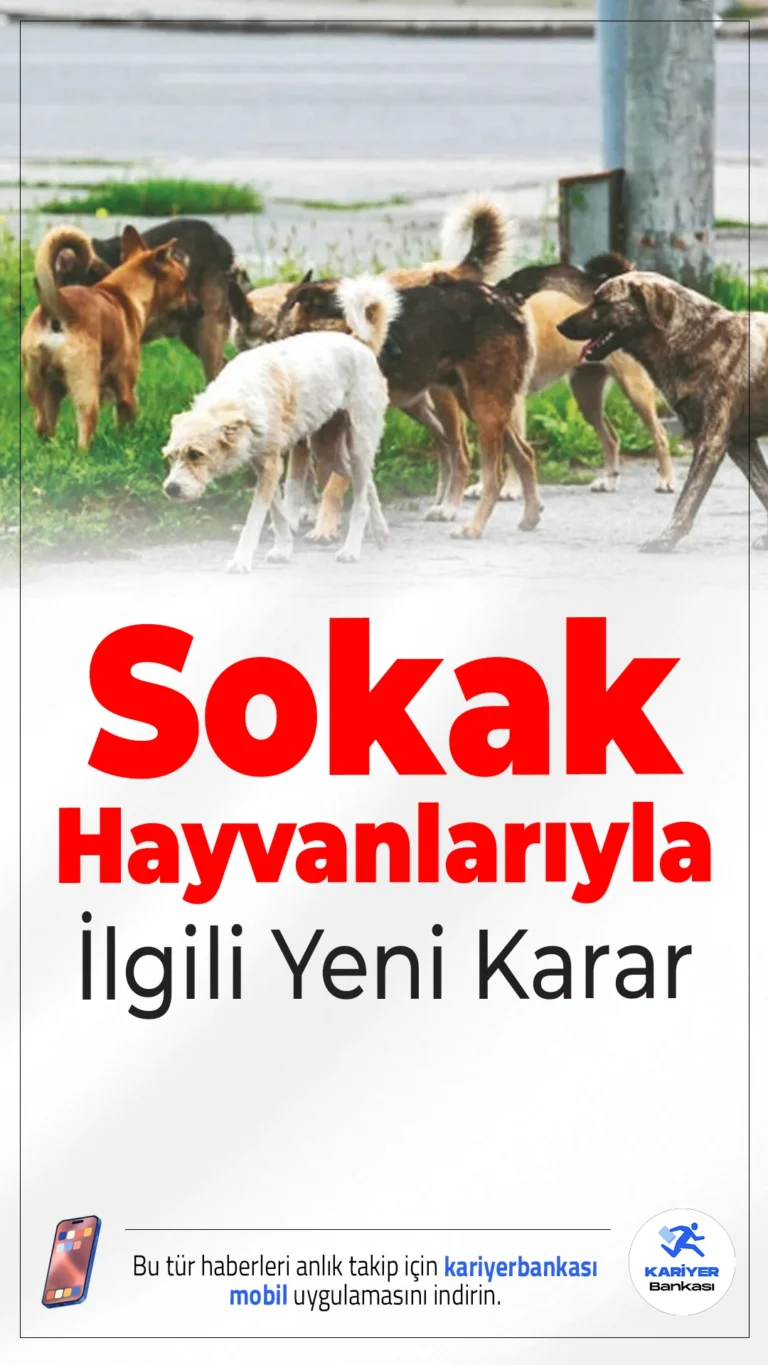 İstanbul Valiliği'nden Sokak Hayvanlarıyla İlgili Yeni Karar.İstanbul Valiliği, artan şikayetler üzerine okul çevreleri başta olmak üzere bazı bölgelerde sahipsiz sokak hayvanlarının toplanmasına yönelik karar aldı.