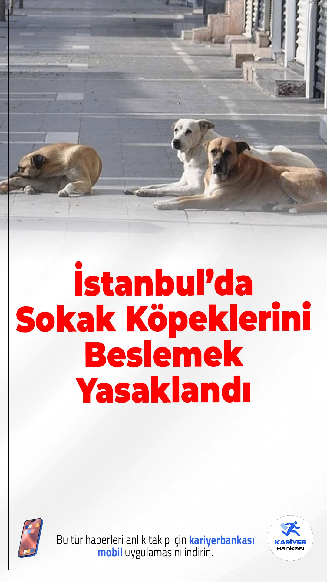 İstanbul Valiliği Duyurdu: Sokak Köpeklerini Beslemek Yasaklandı.İstanbul’da sokak köpeklerini kontrolsüz şekilde beslemek artık yasak. İstanbul Valiliği, yayımladığı yeni genelgeyle belirli alanlarda sahipsiz köpeklerin beslenmesine izin verilmeyeceğini duyurdu.