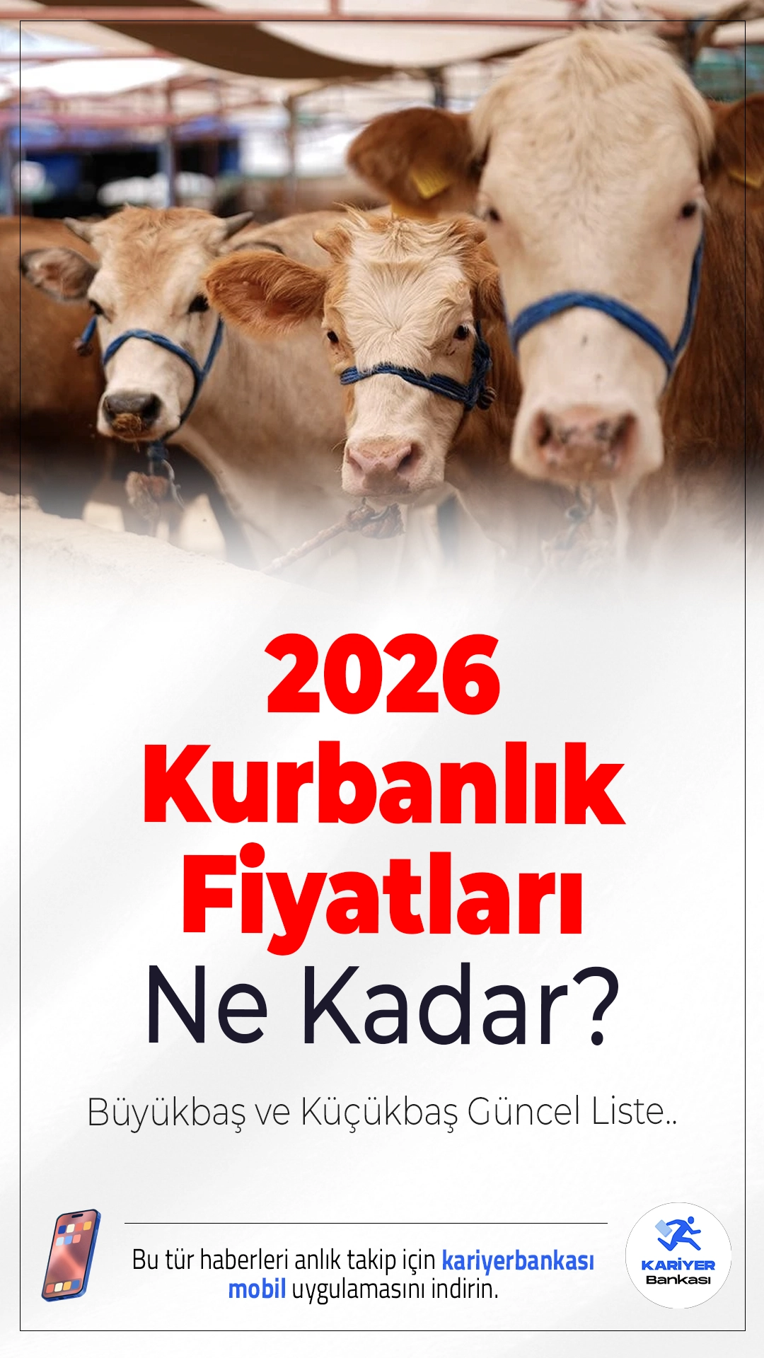 2026 Kurbanlık Fiyatları Ne Kadar? Büyükbaş ve Küçükbaş Güncel Liste.2026 Kurban Bayramı öncesi büyükbaş, küçükbaş ve hisse kurbanlık fiyatları vatandaşlar tarafından araştırılıyor.