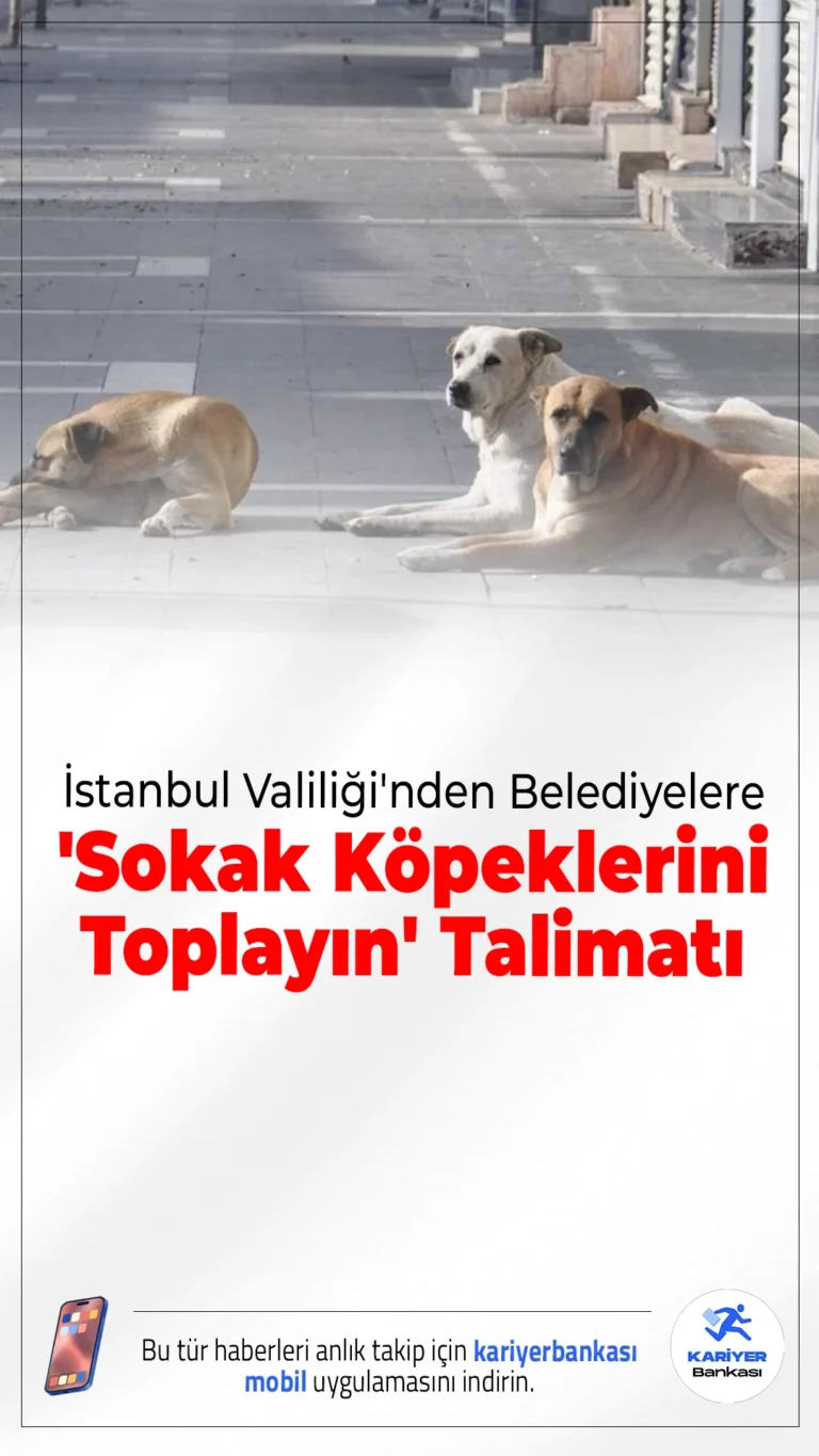 İstanbul Valiliği'nden Belediyelere 'sokak Köpeklerini Toplayın' Talimatı.İstanbul Valiliği, sahipsiz köpeklerin toplanması sürecinin hızlandırılmasını isterken, görevini ihmal eden belediyeler için adli sürecin başlatılacağını açıkladı.
