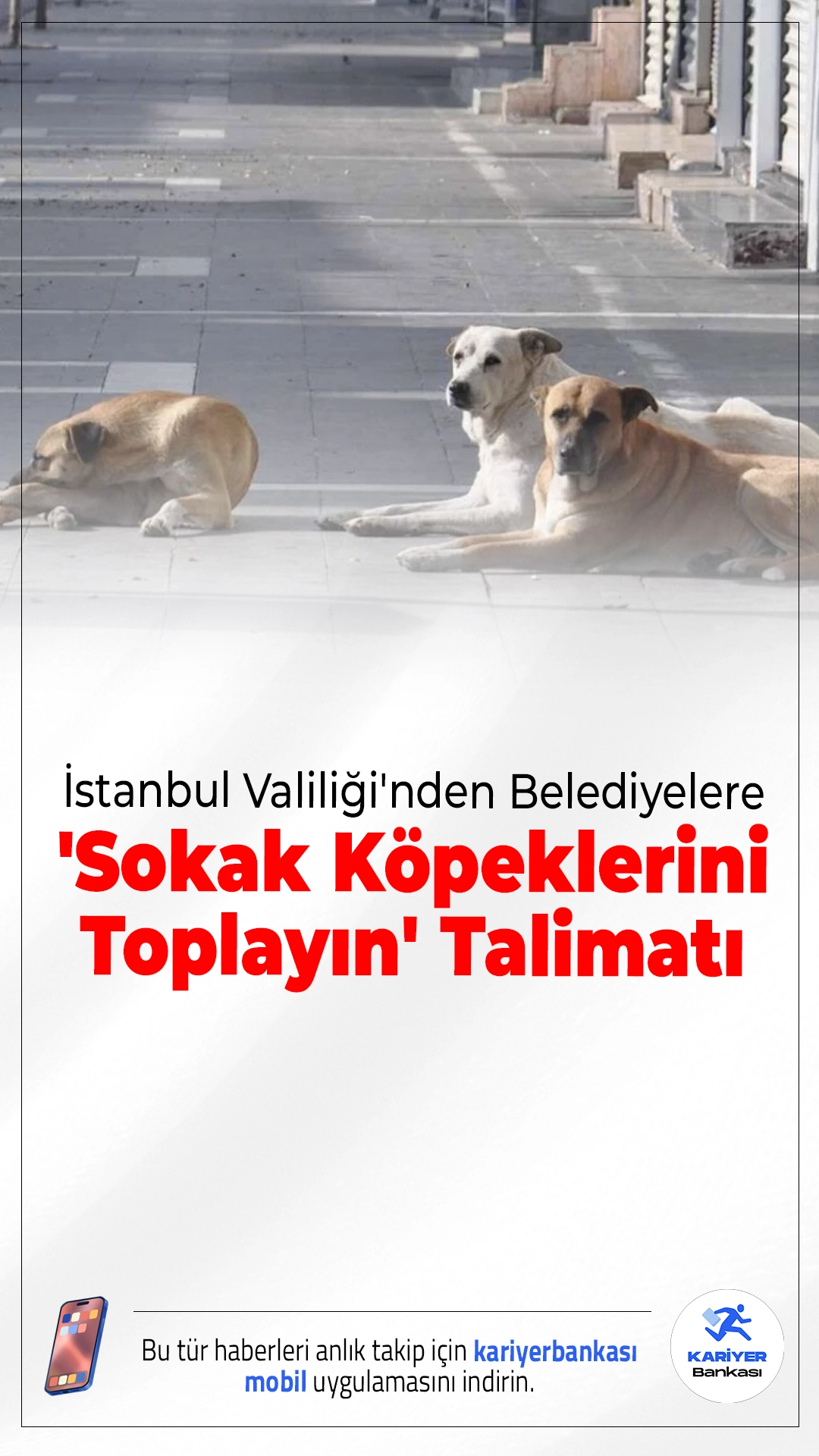 İstanbul Valiliği'nden Belediyelere 'sokak Köpeklerini Toplayın' Talimatı.İstanbul Valiliği, sahipsiz köpeklerin toplanması sürecinin hızlandırılmasını isterken, görevini ihmal eden belediyeler için adli sürecin başlatılacağını açıkladı.